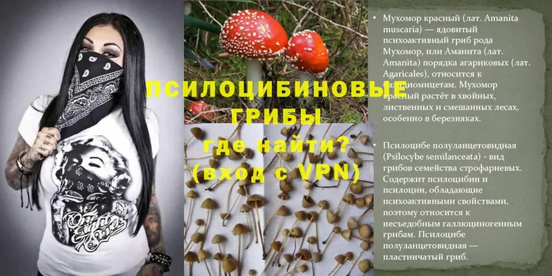 OMG маркетплейс  Кинель  Псилоцибиновые грибы Magic Shrooms 